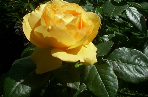 Bernstein Rose