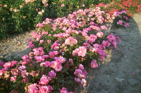 Sommerwind Sommerwind