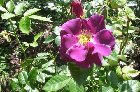 Rhapsody in Blue® Cowlishow 2003