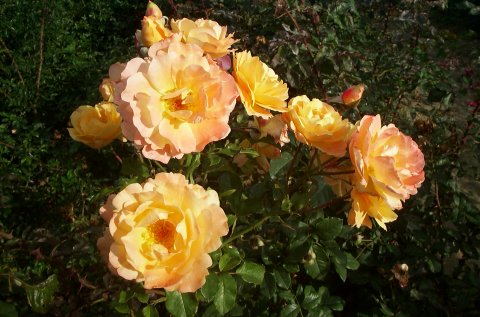 Westerland