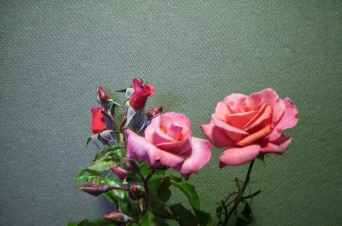 Rosen Resli Rosen Resli
