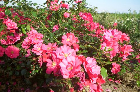 Sommermärchen Sommermärchen