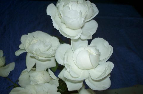 Purity Purity