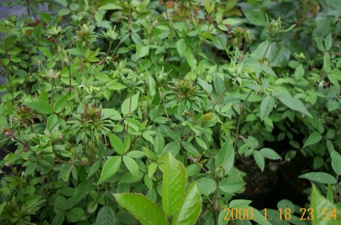 Viridiflora